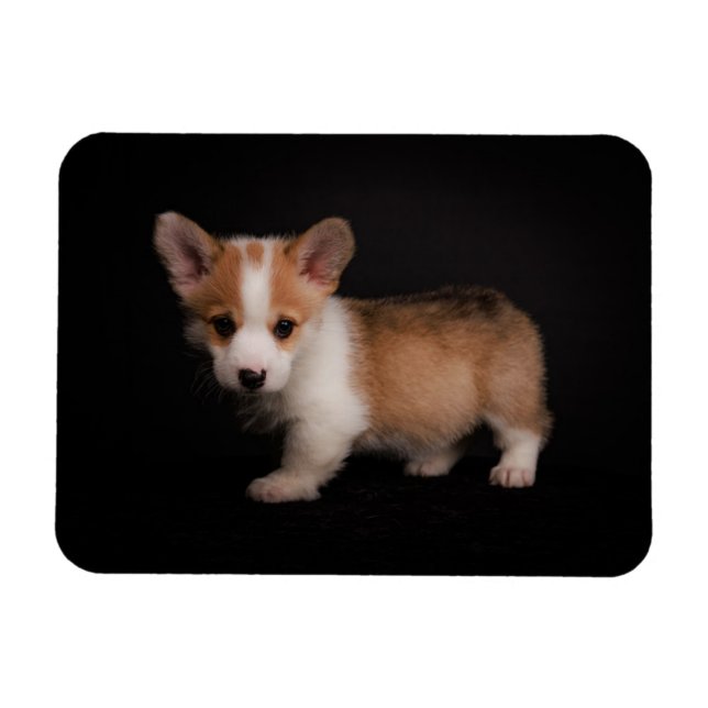 Niedliche Kleintiere | Tiny Corgi Magnet (Horizontal)