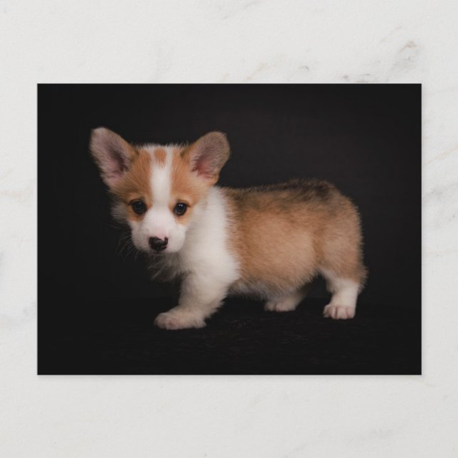 Niedliche Kleintiere | Tiny Corgi Postkarte (Vorderseite)