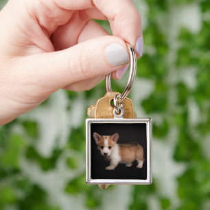 Niedliche Kleintiere   Tiny Corgi Schlüsselanhänger