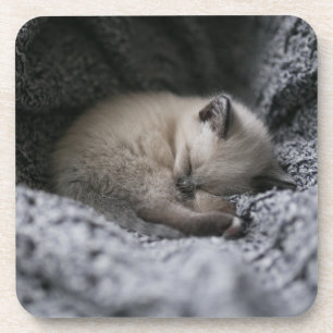 Niedliche Kleintiere   Tiny Kitten Schlafen Getränkeuntersetzer