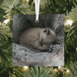Niedliche Kleintiere Tiny Kitten Schlafen Ornament Aus Glas