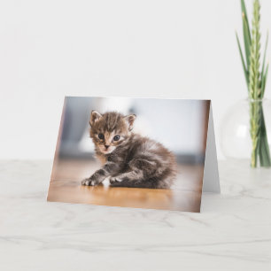 Niedliche Kleintiere Tiny Tabby Kitten Karte