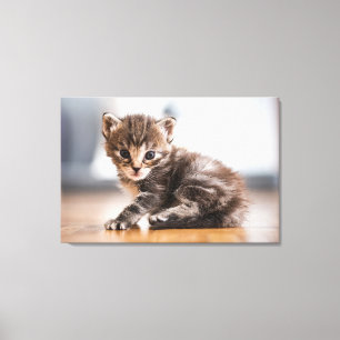 Niedliche Kleintiere Tiny Tabby Kitten Leinwanddruck
