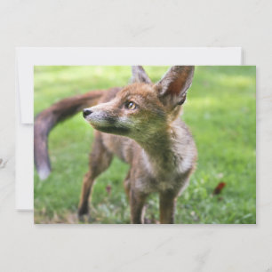 Niedliche Kleintiere Urban Fox Dankeskarte