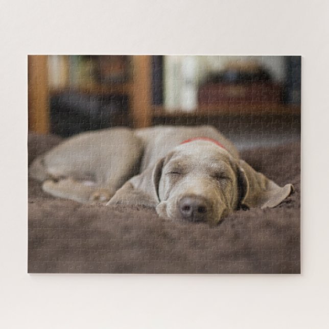 Niedliche Kleintiere | Weimaraner Welpenschlafen (Horizontal)