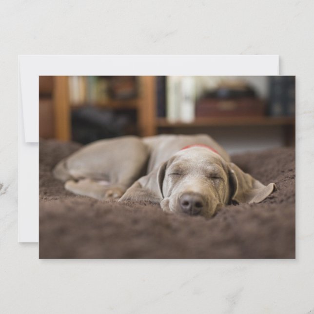 Niedliche Kleintiere | Weimaraner Welpenschlafen Dankeskarte (Vorderseite)