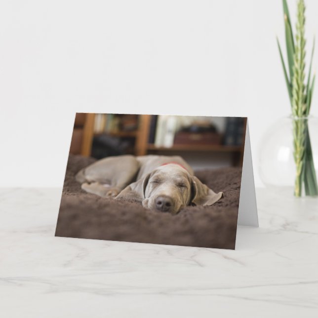 Niedliche Kleintiere | Weimaraner Welpenschlafen Karte (Vorderseite)