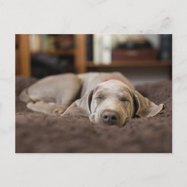 Niedliche Kleintiere | Weimaraner Welpenschlafen Postkarte (Vorderseite)