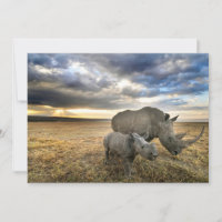 Niedliche Kleintiere | Weißer Rhino und Kalb