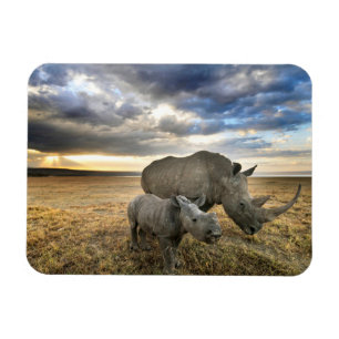 Niedliche Kleintiere Weißer Rhino und Kalb Magnet