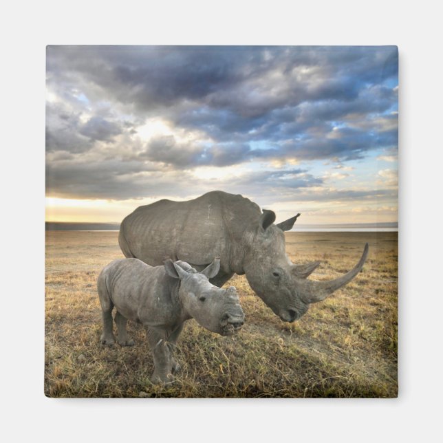 Niedliche Kleintiere | Weißer Rhino und Kalb Magnet (Vorne)