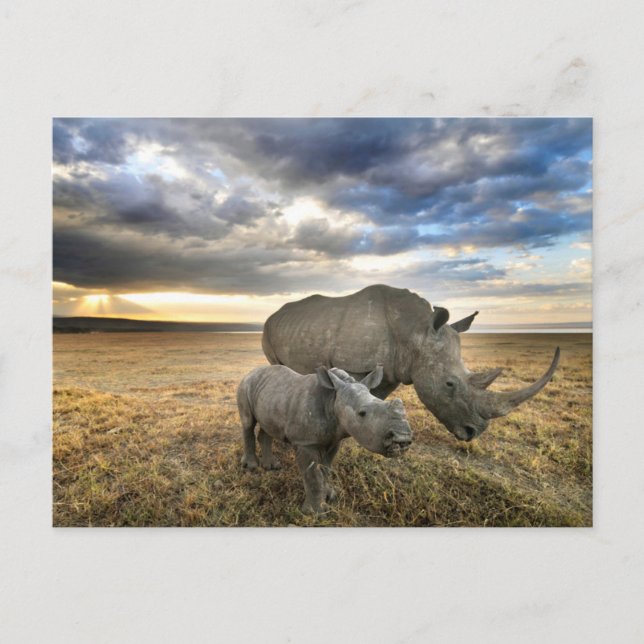 Niedliche Kleintiere | Weißer Rhino und Kalb Postkarte (Vorderseite)
