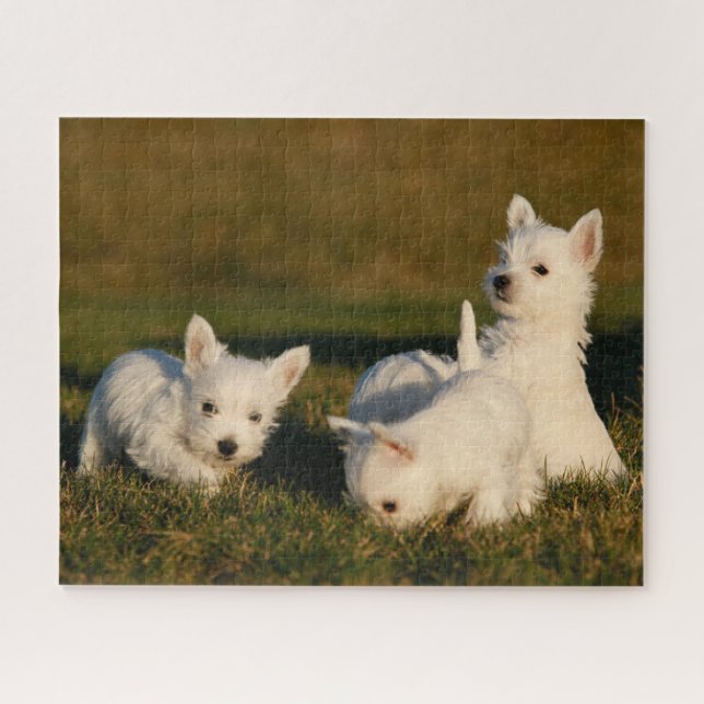 Niedliche Kleintiere | West Highland White Terrier (Horizontal)
