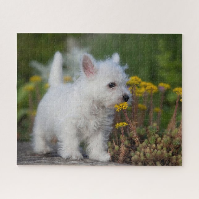 Niedliche Kleintiere | West Highland White Terrier (Horizontal)