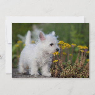 Niedliche Kleintiere West Highland White Terrier Dankeskarte