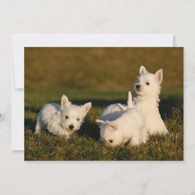 Niedliche Kleintiere | West Highland White Terrier Dankeskarte (Vorderseite)