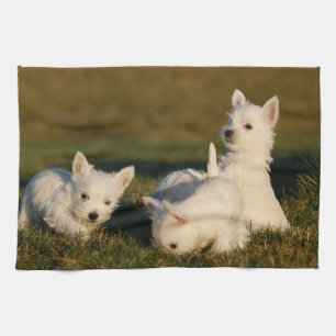 Niedliche Kleintiere   West Highland White Terrier Geschirrtuch