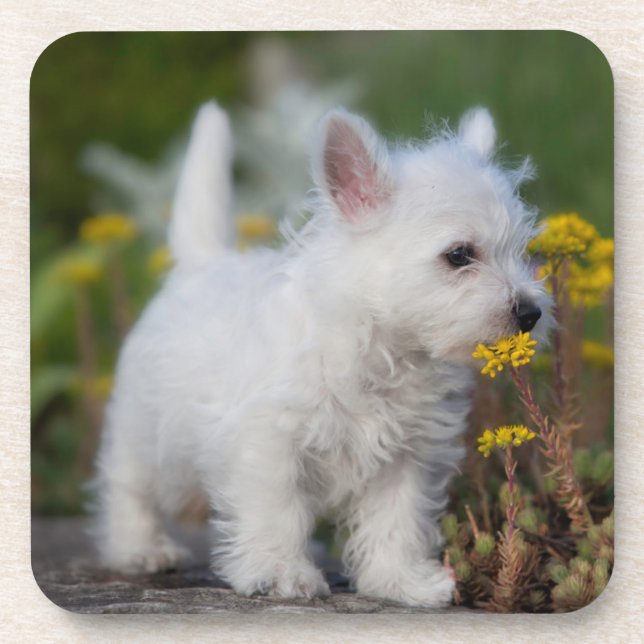 Niedliche Kleintiere | West Highland White Terrier Getränkeuntersetzer (Vorderseite)