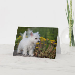 Niedliche Kleintiere   West Highland White Terrier Karte