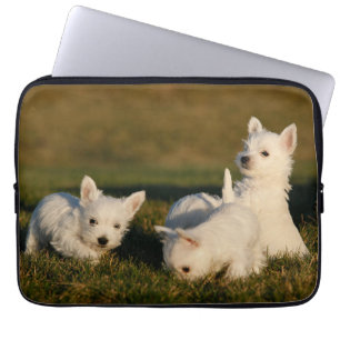 Niedliche Kleintiere   West Highland White Terrier Laptopschutzhülle