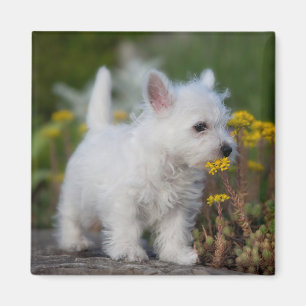 Niedliche Kleintiere West Highland White Terrier Magnet