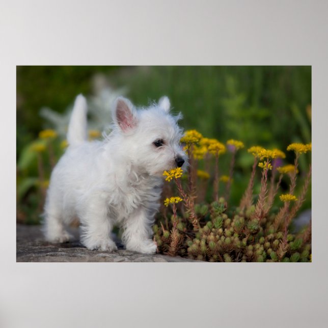 Niedliche Kleintiere | West Highland White Terrier Poster (Vorne)