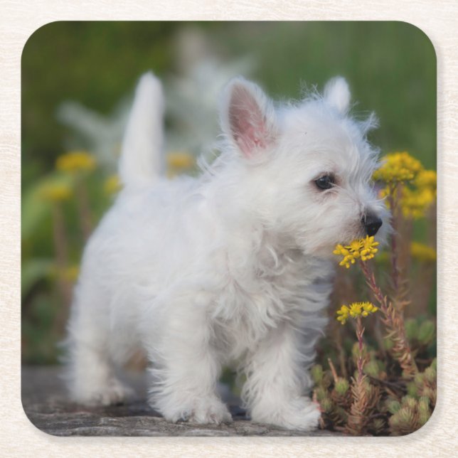 Niedliche Kleintiere | West Highland White Terrier Rechteckiger Pappuntersetzer (Vorderseite)