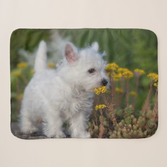 Niedliche Kleintiere | West Highland White Terrier Sherpadecke (Vorderseite (Horizontal))