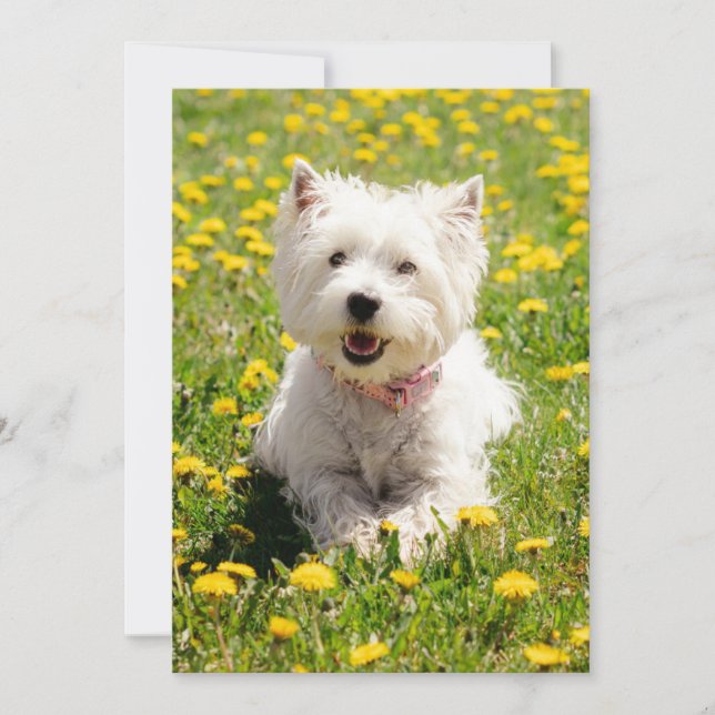 Niedliche Kleintiere | Westie Hund in Lüstern Dankeskarte (Vorderseite)