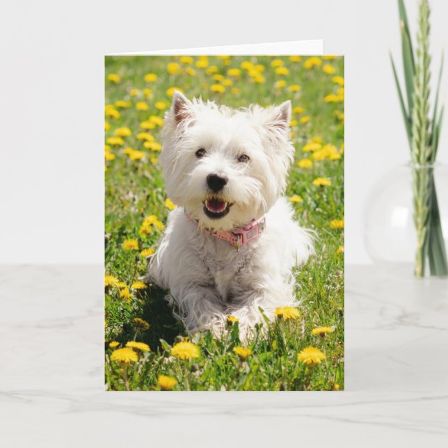 Niedliche Kleintiere | Westie Hund in Lüstern Karte (Vorderseite)