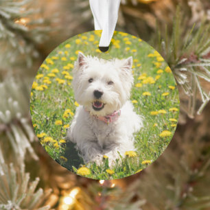 Niedliche Kleintiere   Westie Hund in Lüstern Ornament