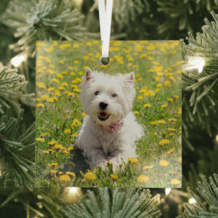 Niedliche Kleintiere   Westie Hund in Lüstern Ornament Aus Glas