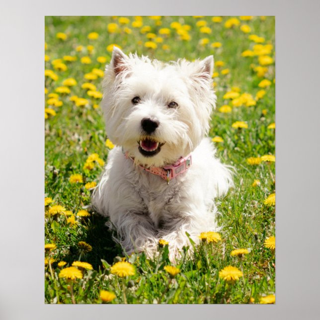 Niedliche Kleintiere | Westie Hund in Lüstern Poster (Vorne)