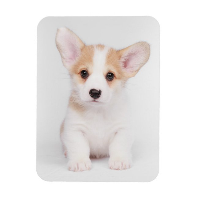 Niedliche Kleintiere | White Corgi Puppy Magnet (Vertikal)