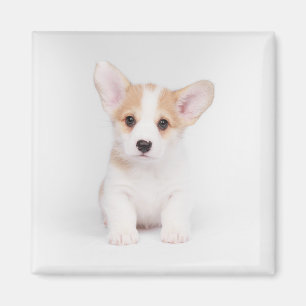 Niedliche Kleintiere   White Corgi Puppy Magnet