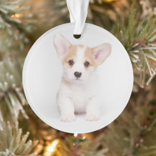 Niedliche Kleintiere   White Corgi Puppy Ornament