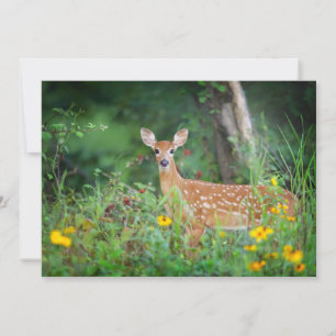 Niedliche Kleintiere White Tails Deer in Daisies Dankeskarte