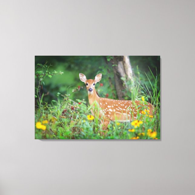 Niedliche Kleintiere | White Tails Deer in Daisies Leinwanddruck (Vorderseite)