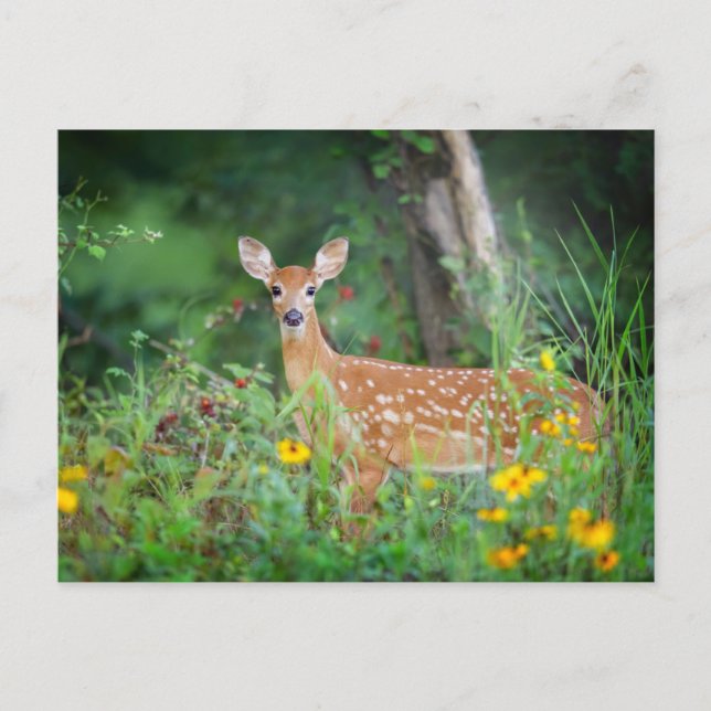 Niedliche Kleintiere | White Tails Deer in Daisies Postkarte (Vorderseite)
