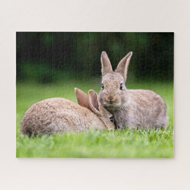 Niedliche Kleintiere | Wilde Bunny Rabbits (Horizontal)