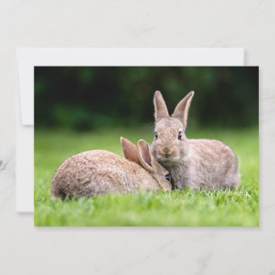 Niedliche Kleintiere   Wilde Bunny Rabbits Dankeskarte