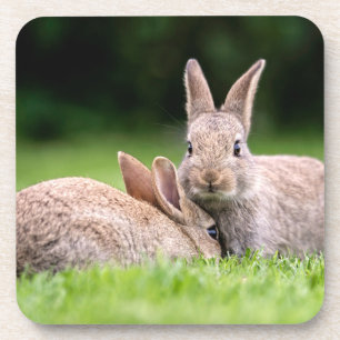 Niedliche Kleintiere   Wilde Bunny Rabbits Getränkeuntersetzer