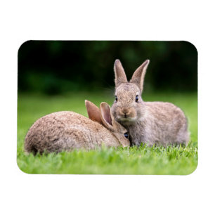 Niedliche Kleintiere   Wilde Bunny Rabbits Magnet