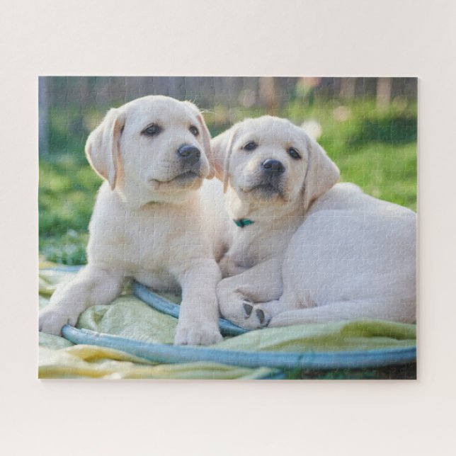 Niedliche Kleintiere | Yellow Labrador Retrievers (Horizontal)