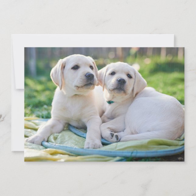 Niedliche Kleintiere | Yellow Labrador Retrievers Dankeskarte (Vorderseite)