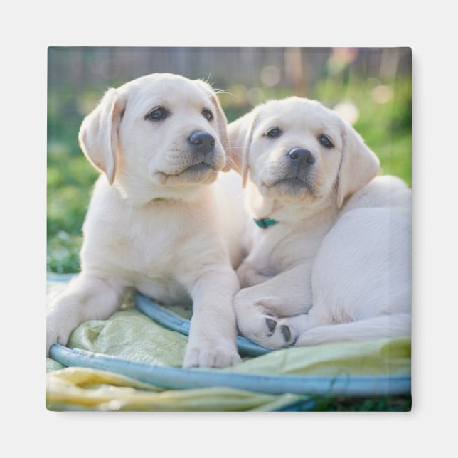 Niedliche Kleintiere | Yellow Labrador Retrievers Magnet (Vorne)