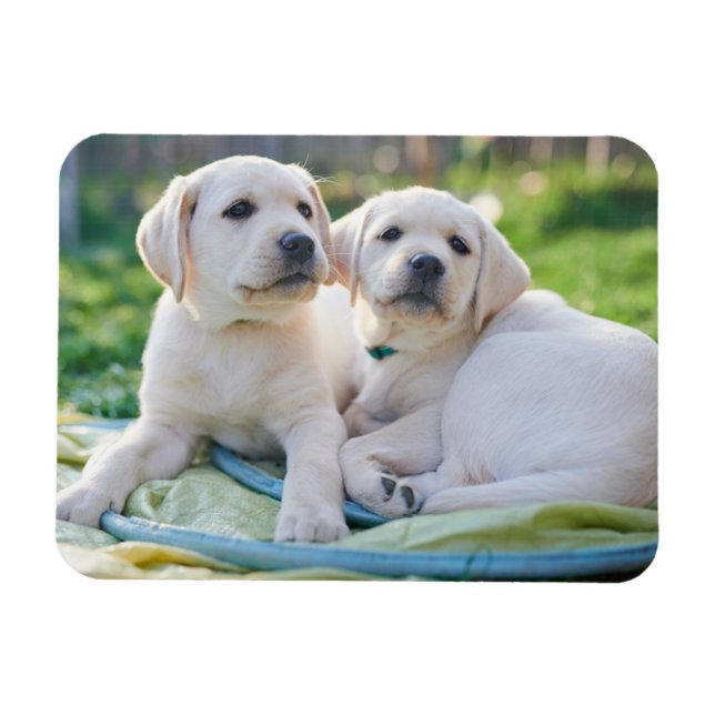 Niedliche Kleintiere | Yellow Labrador Retrievers Magnet (Horizontal)