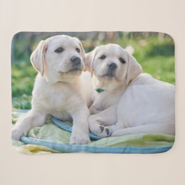 Niedliche Kleintiere | Yellow Labrador Retrievers Sherpadecke (Vorderseite (Horizontal))