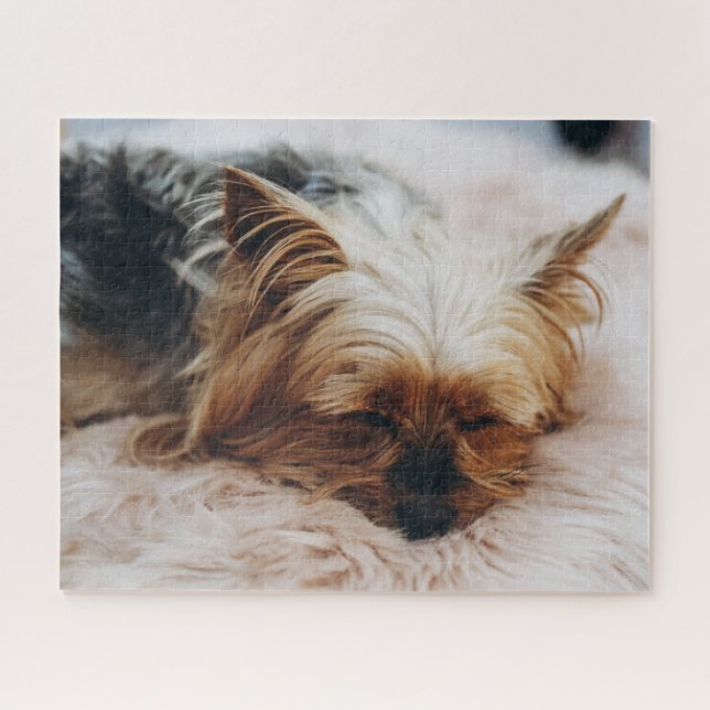 Niedliche Kleintiere | Yorkshire Terrier (Horizontal)