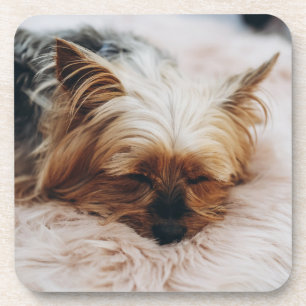 Niedliche Kleintiere   Yorkshire Terrier Getränkeuntersetzer